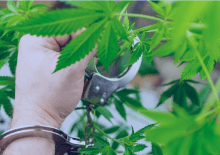 How Many Marijuana Arrests in Alaska.png